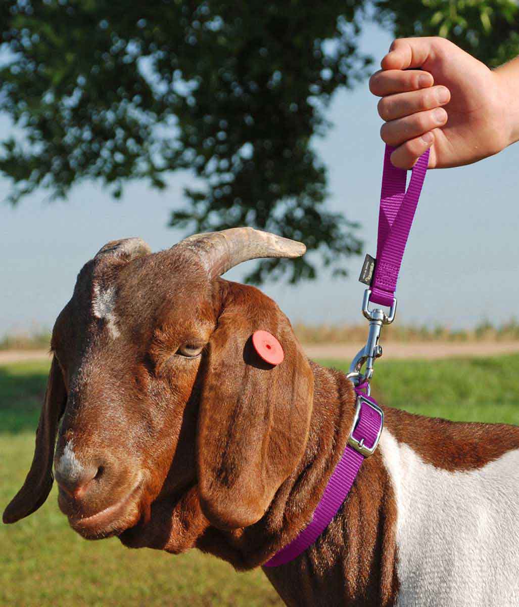 LEAD, GOAT, NYLON 10" PURPLE