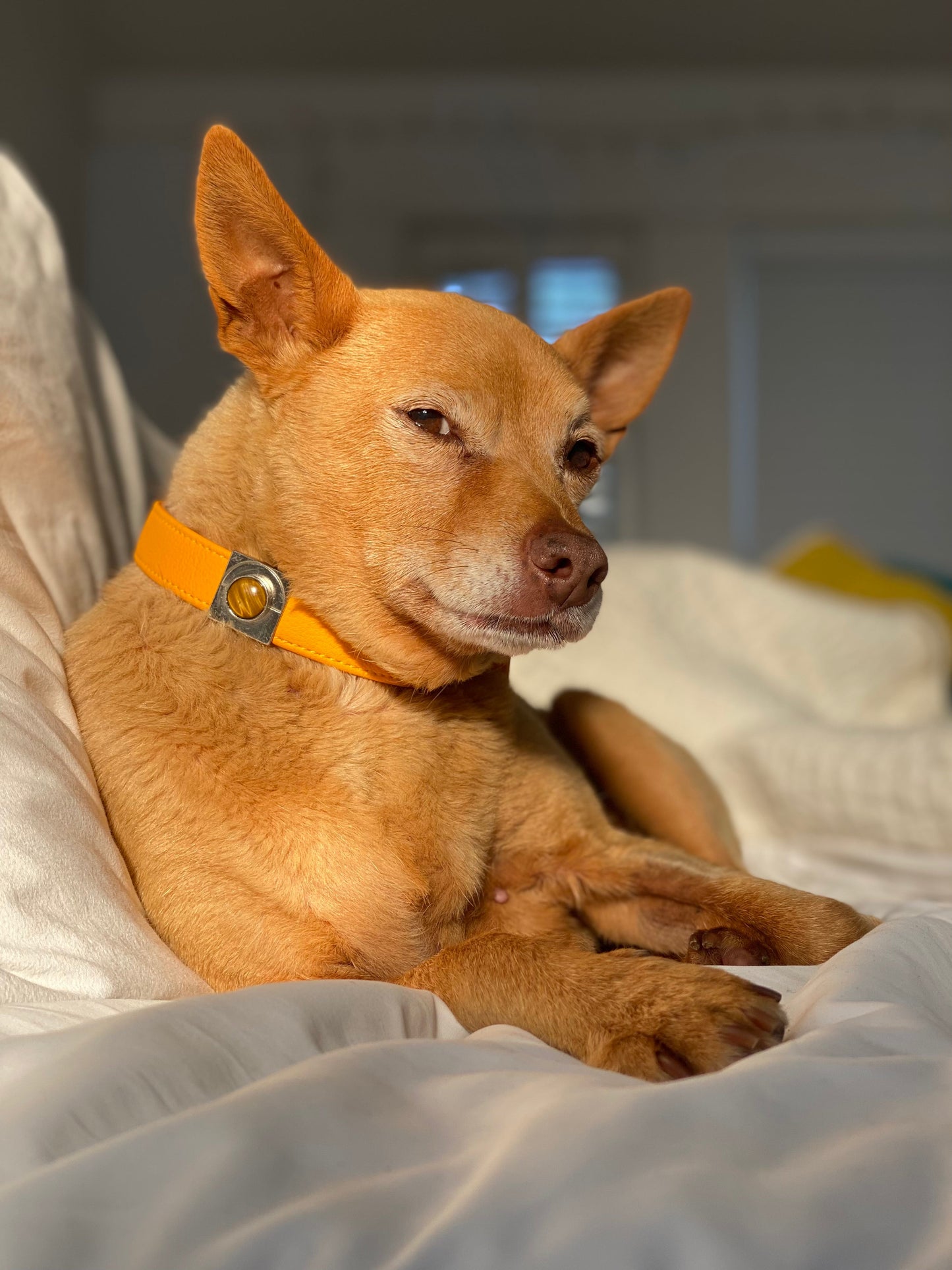 Sunflower Cactus Collar