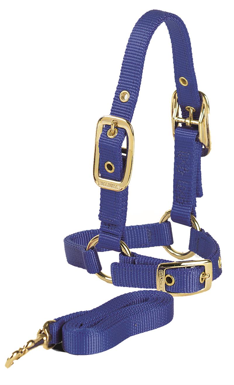 SHEEP HALTER W/LEAD BLUE