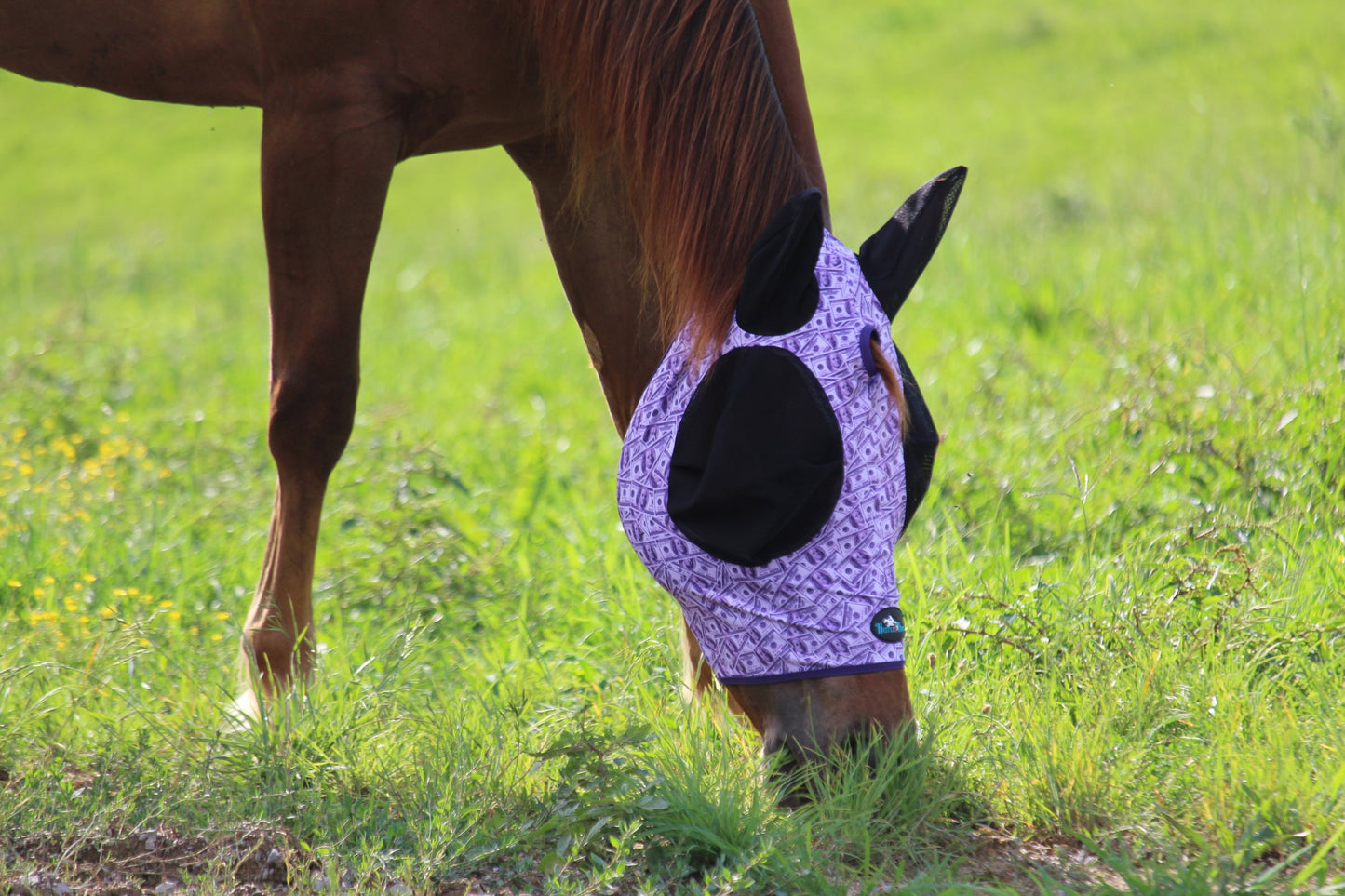 Dash for Cash (Purple) Fly Mask