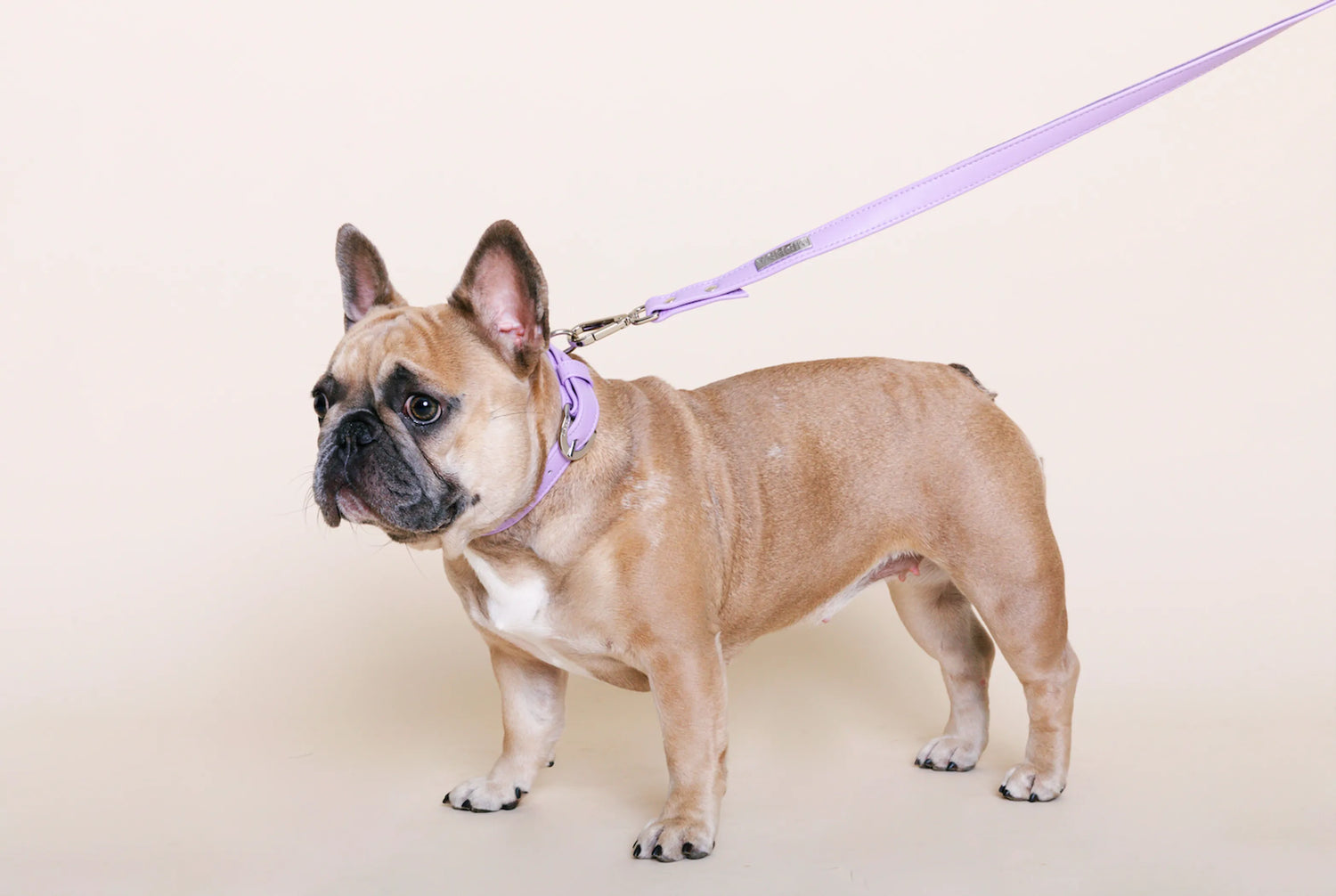 Pet Collars and Leashes