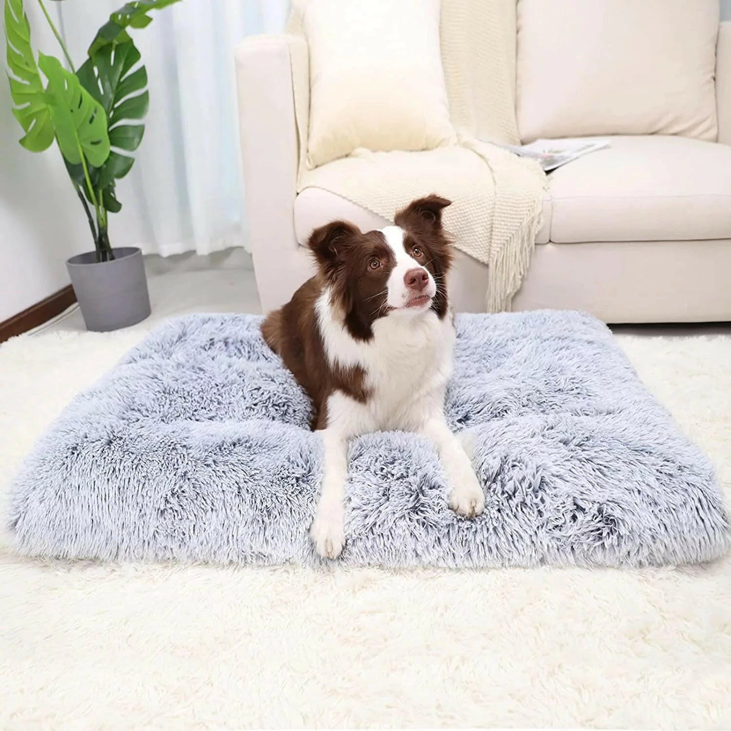 Pet Beds/Mats