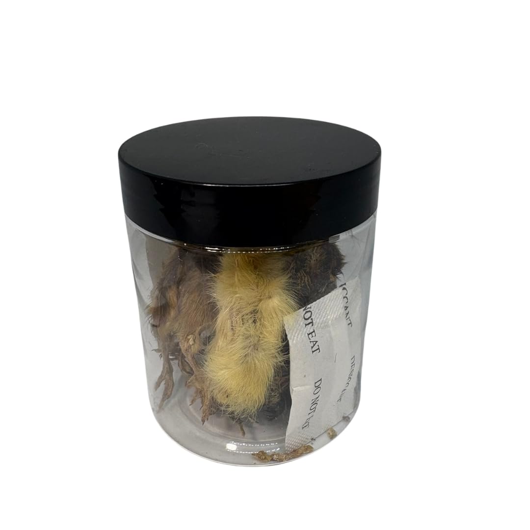 Whole Quail Chick for Carnivore Pets - Natural Prey Feeding - Quality Protein Source Medium Size Chicks 5 Count