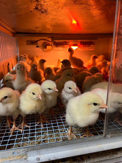 NORTH STAR GAULOISE - The New AMERICAN BRESSE - 10 Count Abigails (SHOW QUALITY BREEDERS)