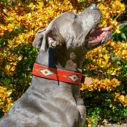 Red Vogue Sambboho dog collar