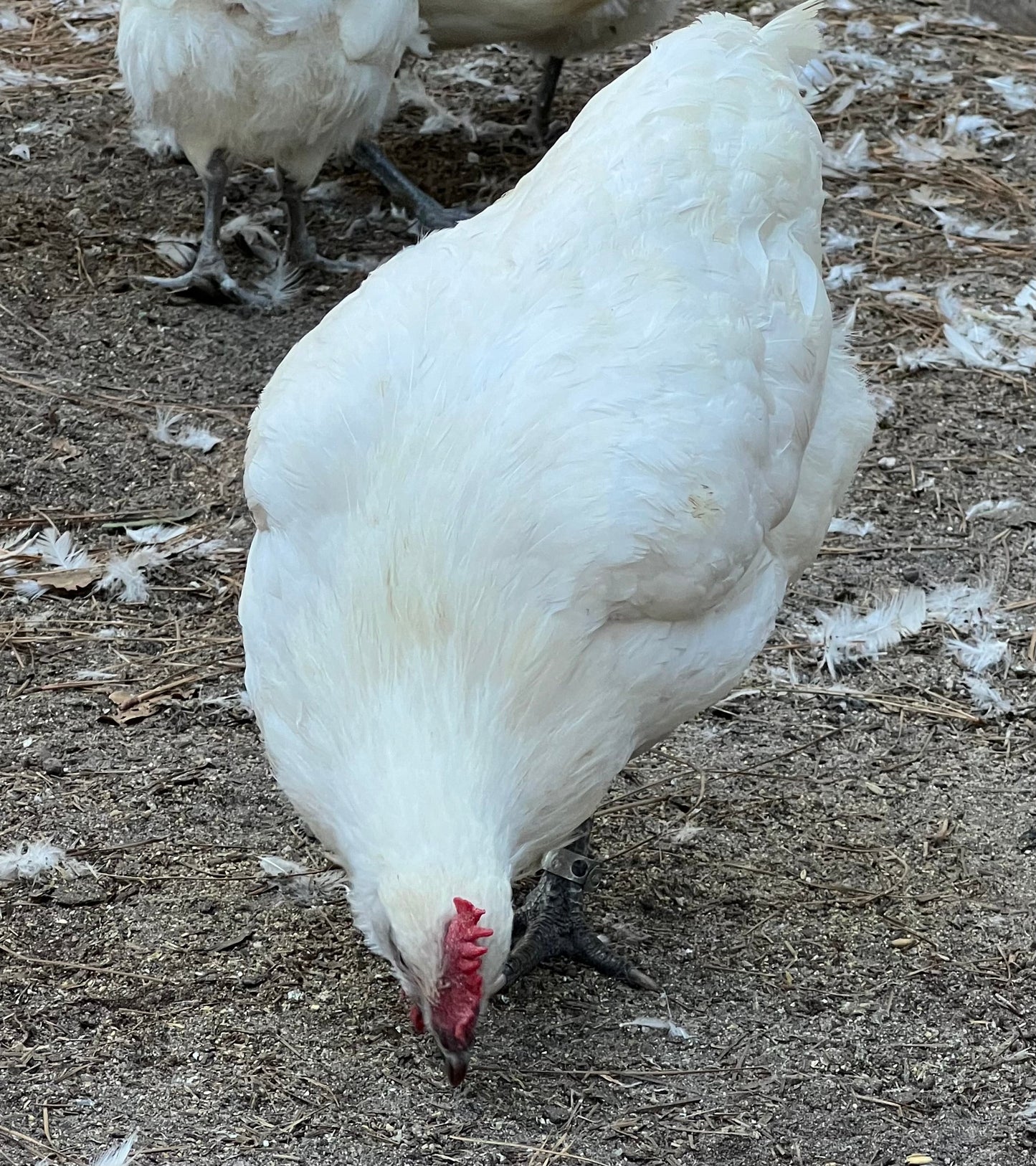 NORTH STAR GAULOISE - The New AMERICAN BRESSE - 10 Count Abigails (SHOW QUALITY BREEDERS)