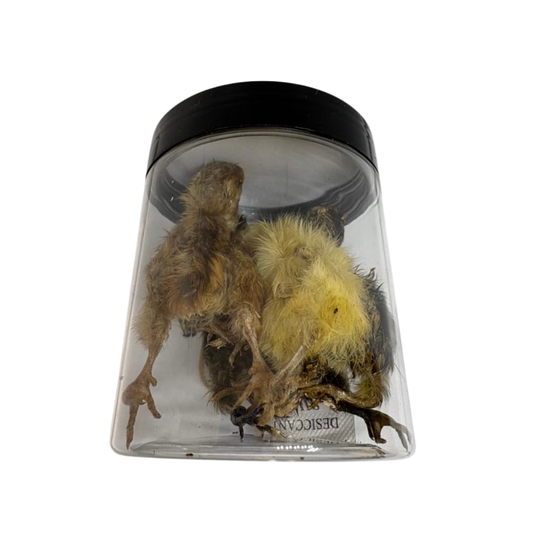 Whole Quail Chick for Carnivore Pets - Natural Prey Feeding - Quality Protein Source Medium Size Chicks 5 Count