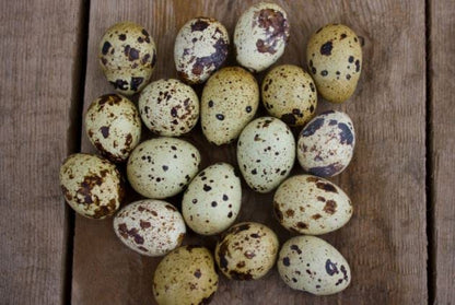 Coturnix Quail Fertile Hatching Eggs, 12 Count, Carefully Sourced and Selected for Quality, Ideal for Incubation and Sustainable Egg Hatching from Family Farms and Hatcheries picked daily fresh