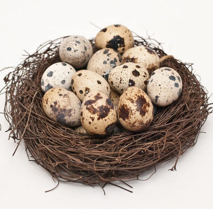 Fresh Quail Eggs Laid in the US