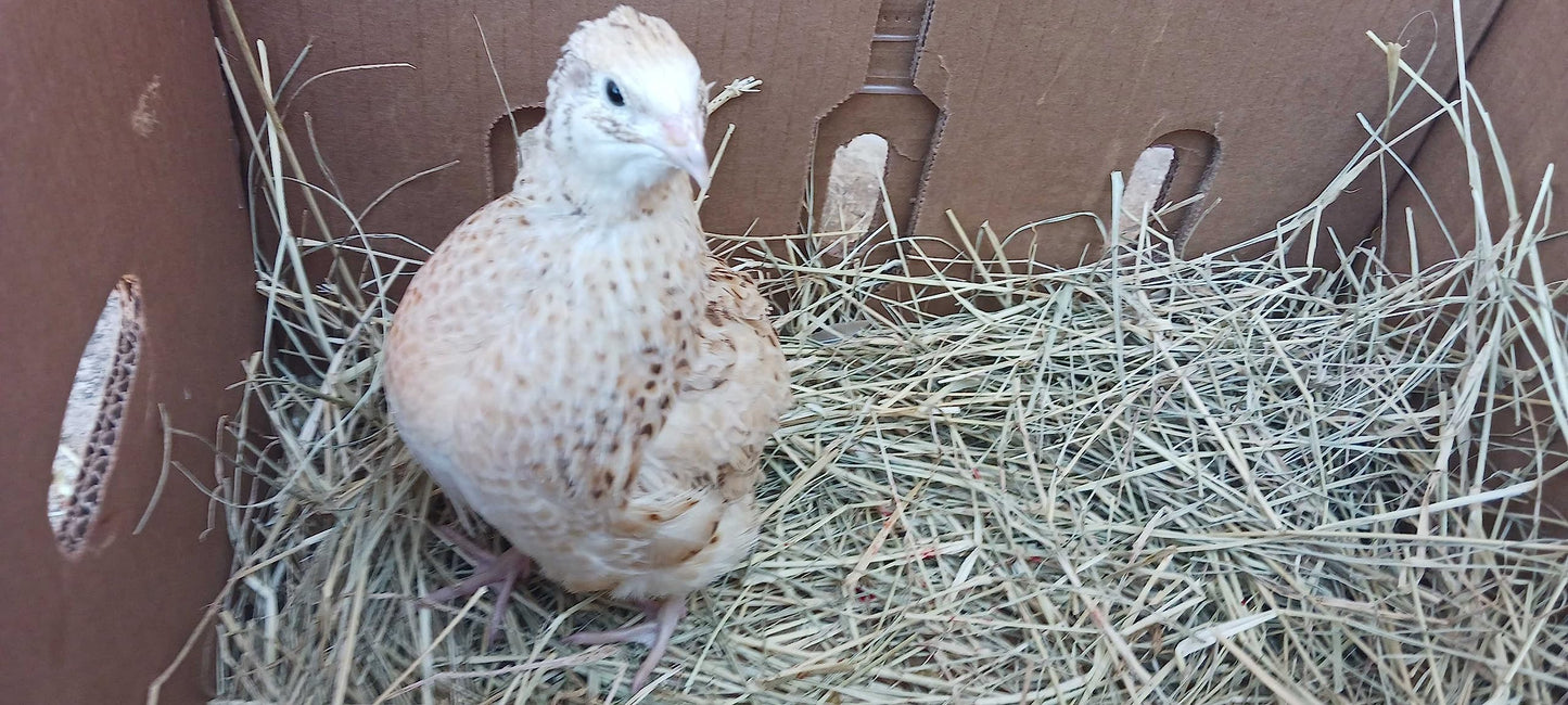 Jumbo Italian Quail Hatching Eggs