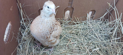 Jumbo Italian Quail Hatching Eggs