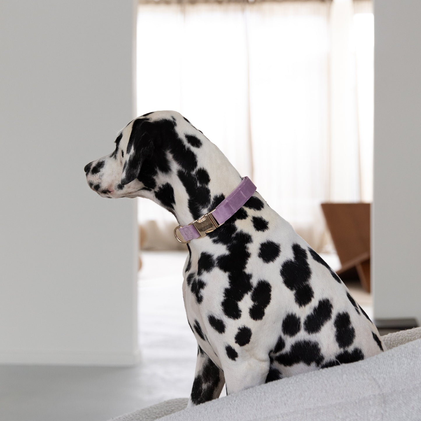 'Lilac' - Velvet Dog Collar