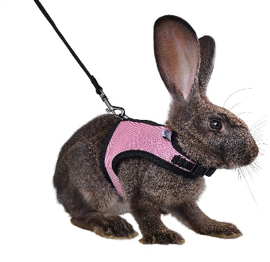 Rabbit wearing a pink harness and black leash on a white background