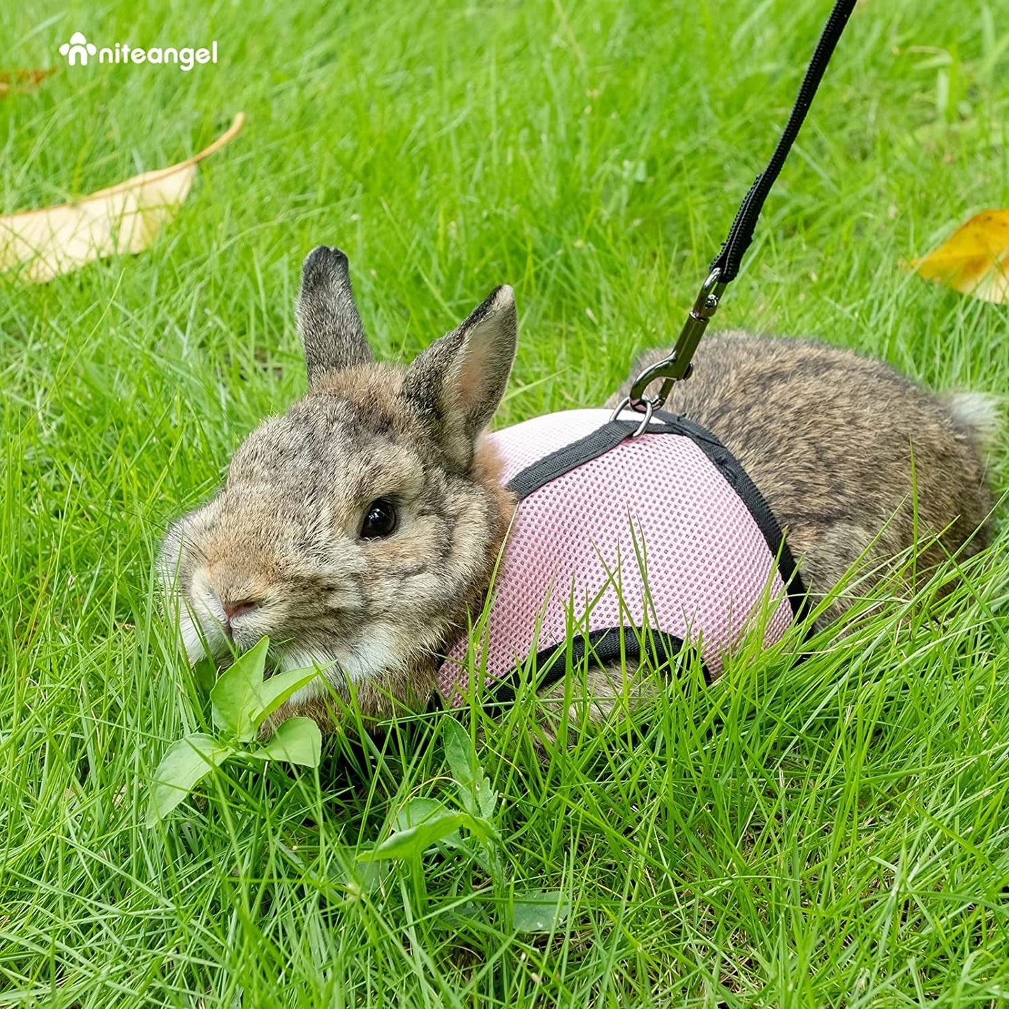 Adjustable Soft Harness with Elastic Leash for Rabbits (M, Pink)