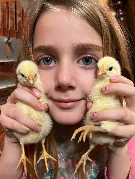 NORTH STAR GAULOISE - The New AMERICAN BRESSE - 10 Count Abigails (SHOW QUALITY BREEDERS)