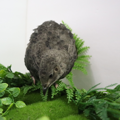 Black Quail Hatching Eggs - Pure Breed, Ideal for Aviary Hobbyists & Breeders