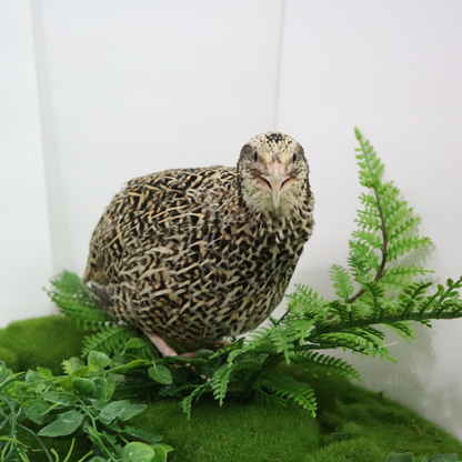 Fertile Quail Eggs – Choose Your Variety