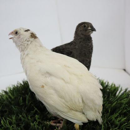Black and White Edition Quail hatching eggs