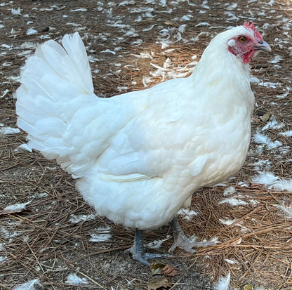 NORTH STAR GAULOISE - The New AMERICAN BRESSE - 10 Count Abigails (SHOW QUALITY BREEDERS)