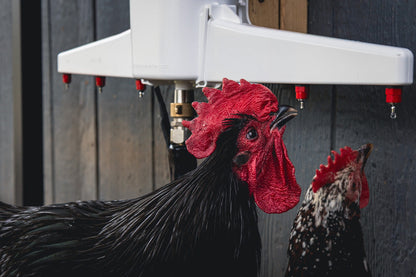 The Chicken Fountain®