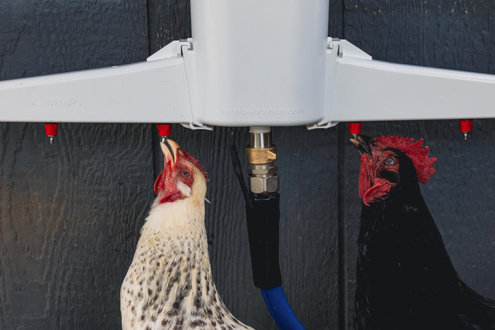 The Chicken Fountain®
