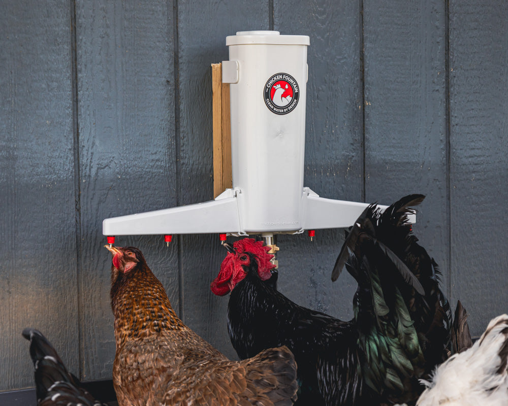The Chicken Fountain®