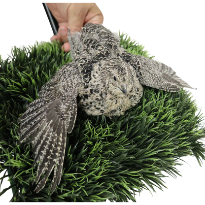 Fertile Quail Eggs – Choose Your Variety