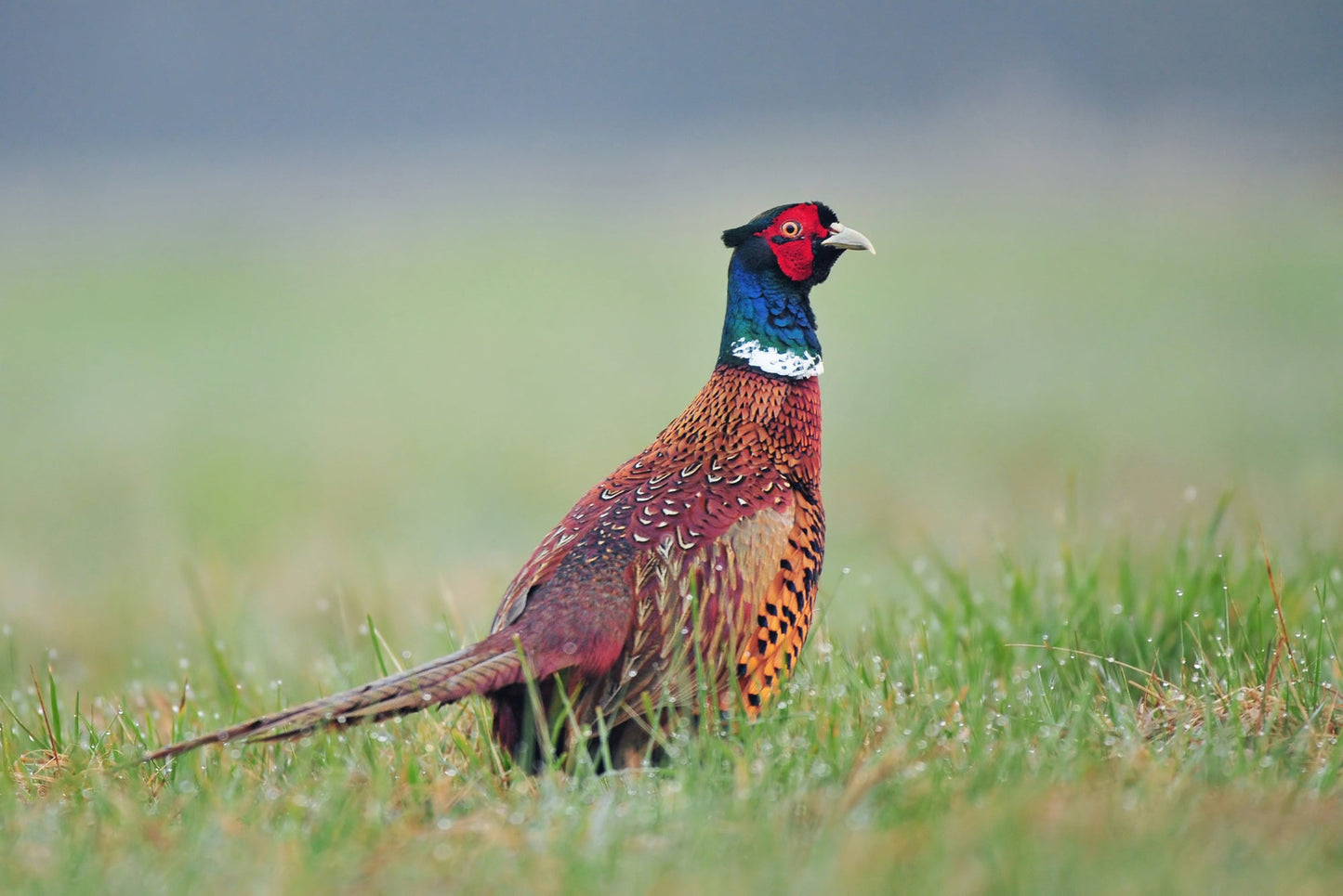 CHINESE RINGNECK Pheasants CHICKS