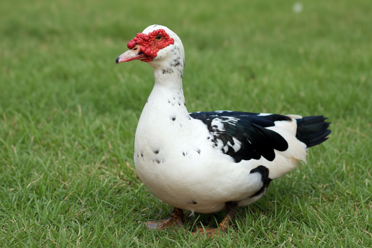 Muscovy Ducklings