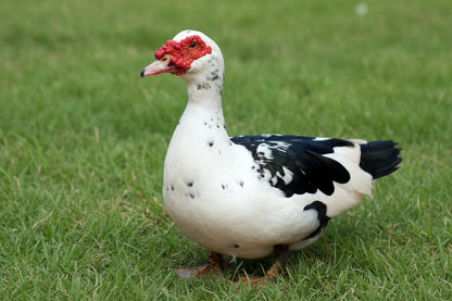 Muscovy Ducklings