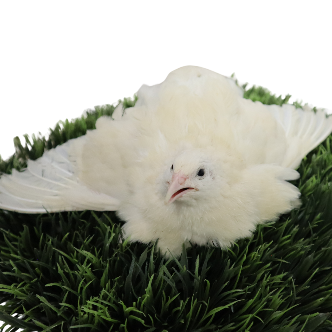 Black and White Edition Quail hatching eggs