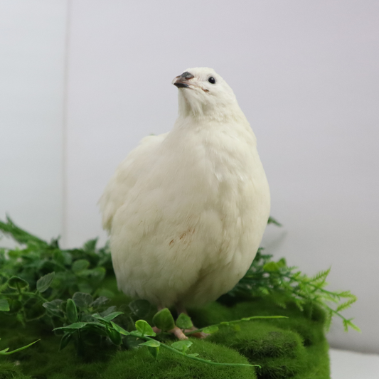 Jumbo White Coturnix Hatching Eggs - Premium Quail Eggs for Hatching - Perfect for Homesteaders, Breeders, Hobbyists - Freshly Collected for High Hatch Rates (Copy)