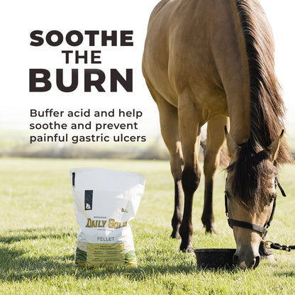 Daily Gold® - Horse Gut Supplements