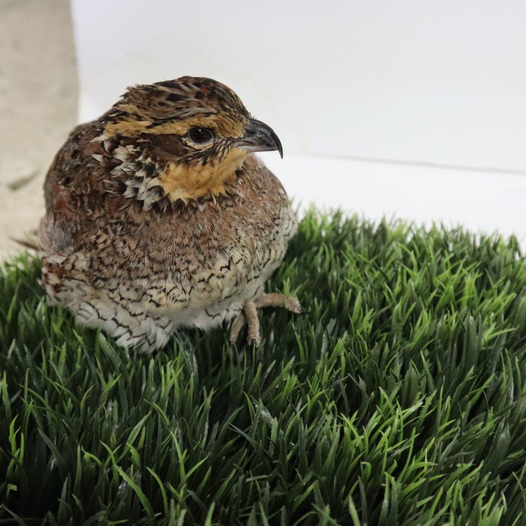 Georgia Giant Quail Hatching Eggs