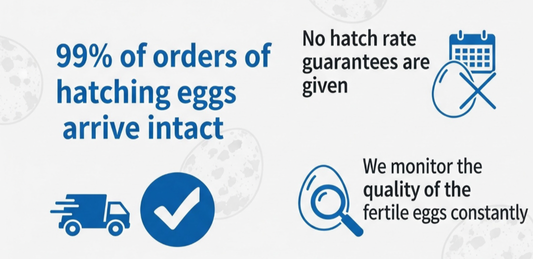 Jumbo Coturnix Quail Eggs Brown/Wild type for Hatching, Fertile Quail Eggs from Quality Monitored Flocks Birds Reach Jumbo Size Within 10 Weeks