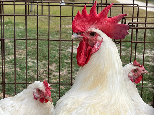 NORTH STAR GAULOISE- The New American Bresse - "JENN'S GEMS" Group