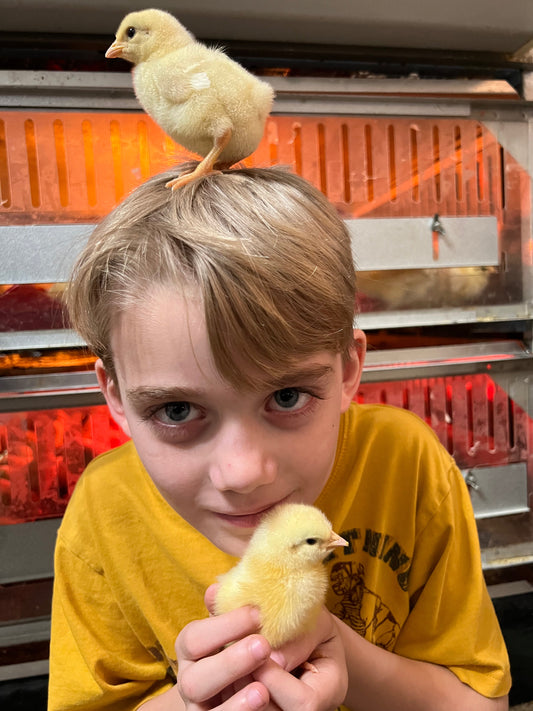 Daniel's Group: NORTH STAR GAULOISE- The new American Bresse