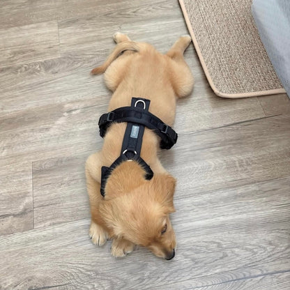 Black - Comfort Dog Harness