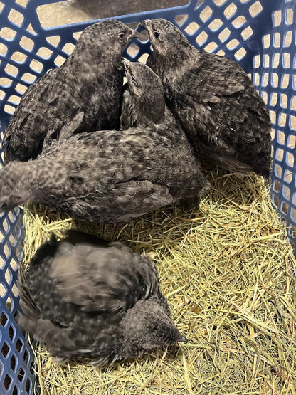 All Black Quail Hatching Eggs - Pure Breed, Ideal for Aviary Hobbyists & Breeders