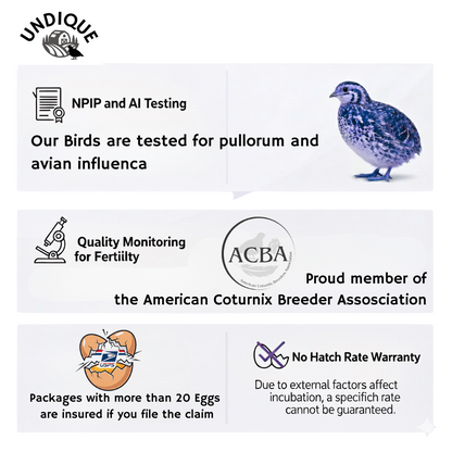 Fertile Quail Eggs – Choose Your Variety