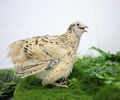 Jumbo Italian Quail Hatching Eggs