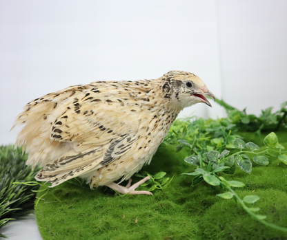 Jumbo Italian Quail Hatching Eggs