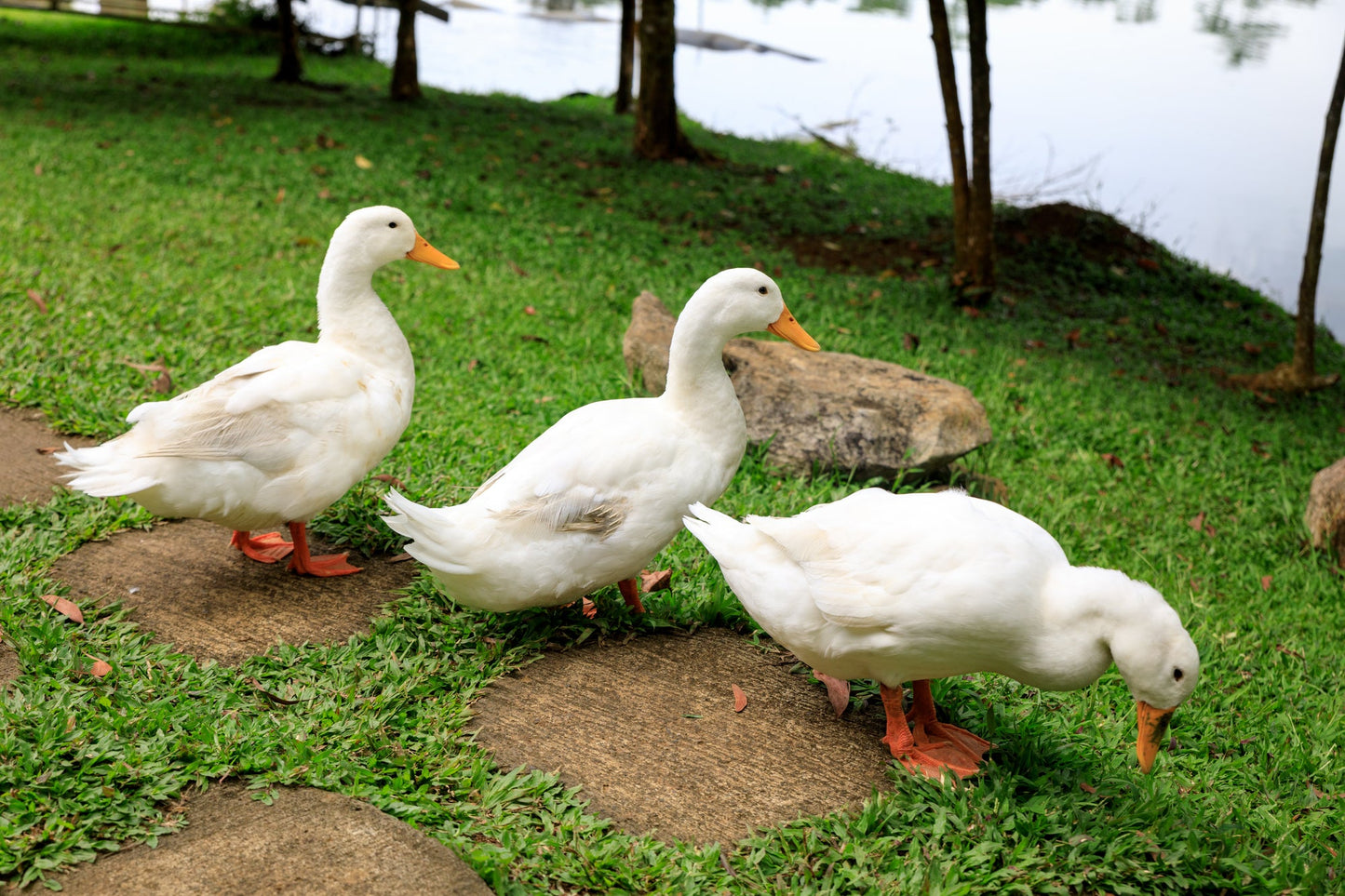 JUMBO Peking Ducks