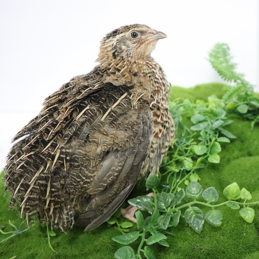 Fertile Hatching Mixed Jumbo Pharaoh Coturnix,Jumbo Italian, White,Brown Quail Hatching Eggs- Coturnix Quail Eggs for Sustainable Farming Hens Choice
