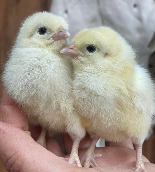 Two small yellow chicks being held in a person's hand with a blurred background