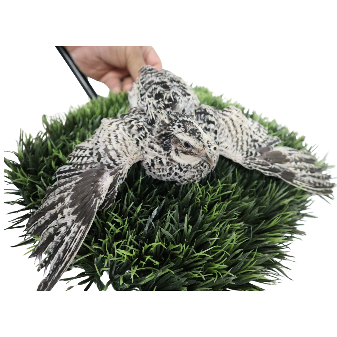 Fertile Quail Eggs – Choose Your Variety