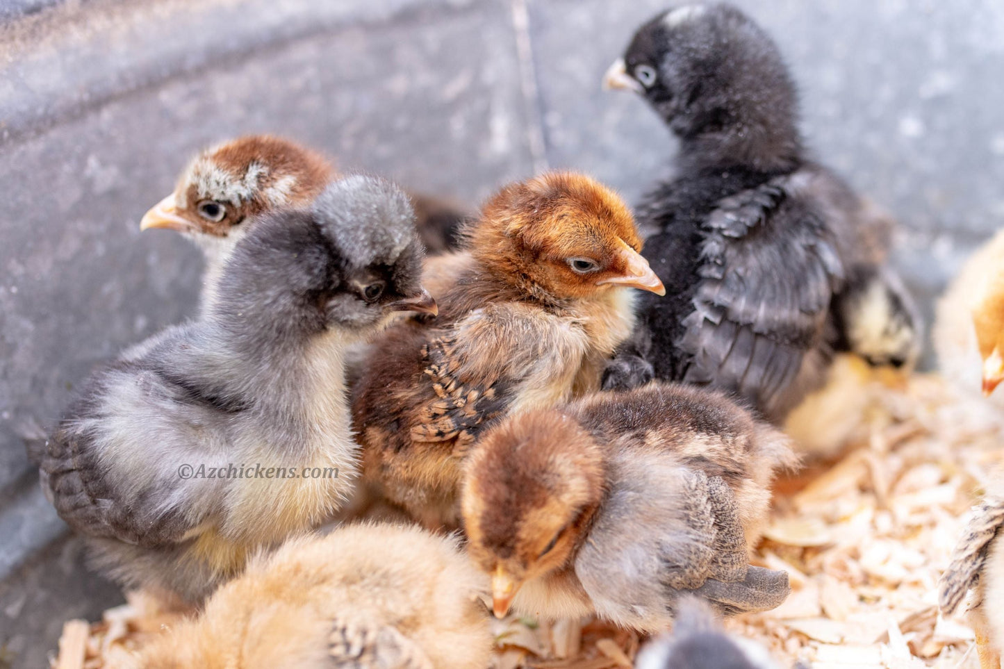 Rainbow Egg Assortment – Buy 10 + 5 Bonus Free (15 All-Female, Shipping Included)