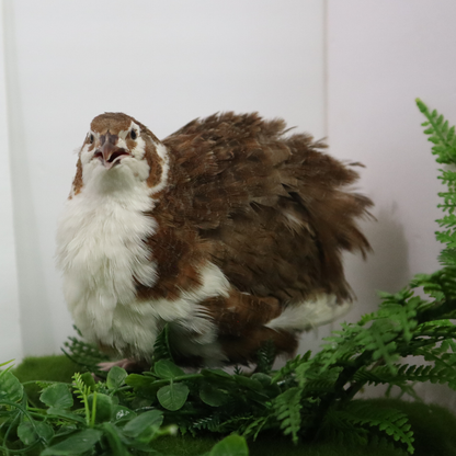 Celadon Coturnix Hatching Eggs