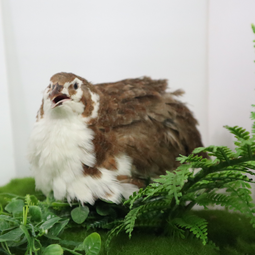 Celadon Coturnix Hatching Eggs
