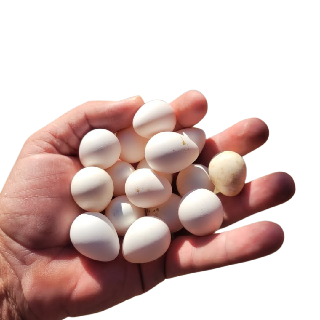 Georgia Giant Quail Hatching Eggs